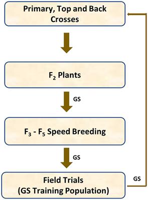 Benefit of Introgression Depends on Level of Genetic Trait Variation in Cereal Breeding Programmes